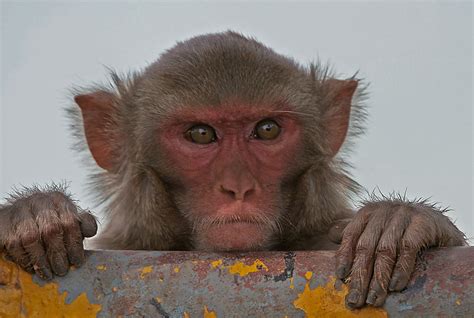 gambling monkey|Gambling Monkeys' Risk.